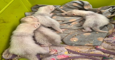 Ferret rodents - Advert 6