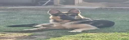 German Shepherd dogs for stud: Straight back stunning B&T Stud - Advert 8