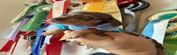 Miniature Dachshund dogs for sale: Miniature Dachshund Dapple Puppies 🐶 5🌟licensed  - Advert 15