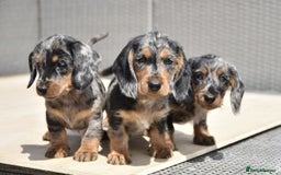 Dachshund dogs for sale: Wire-haired dachshund pups - Image 7