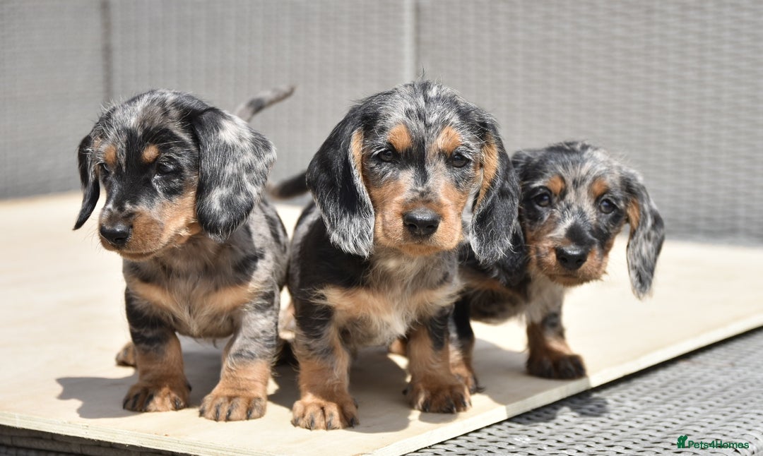 Dachshund dogs for sale: Wire-haired dachshund pups - Image 7