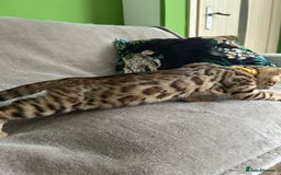 Bengal cats for sale: Gorgeous Pure Bengal Kittens Ready To Go! ❤️ - Image 7