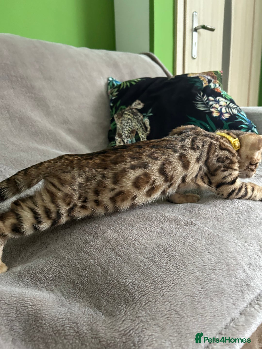 Bengal cats for sale: Gorgeous Pure Bengal Kittens Ready To Go! ❤️ - Image 7