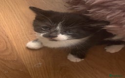 Mixed Breed cats for sale: Beautiful kittens.  - Image 11