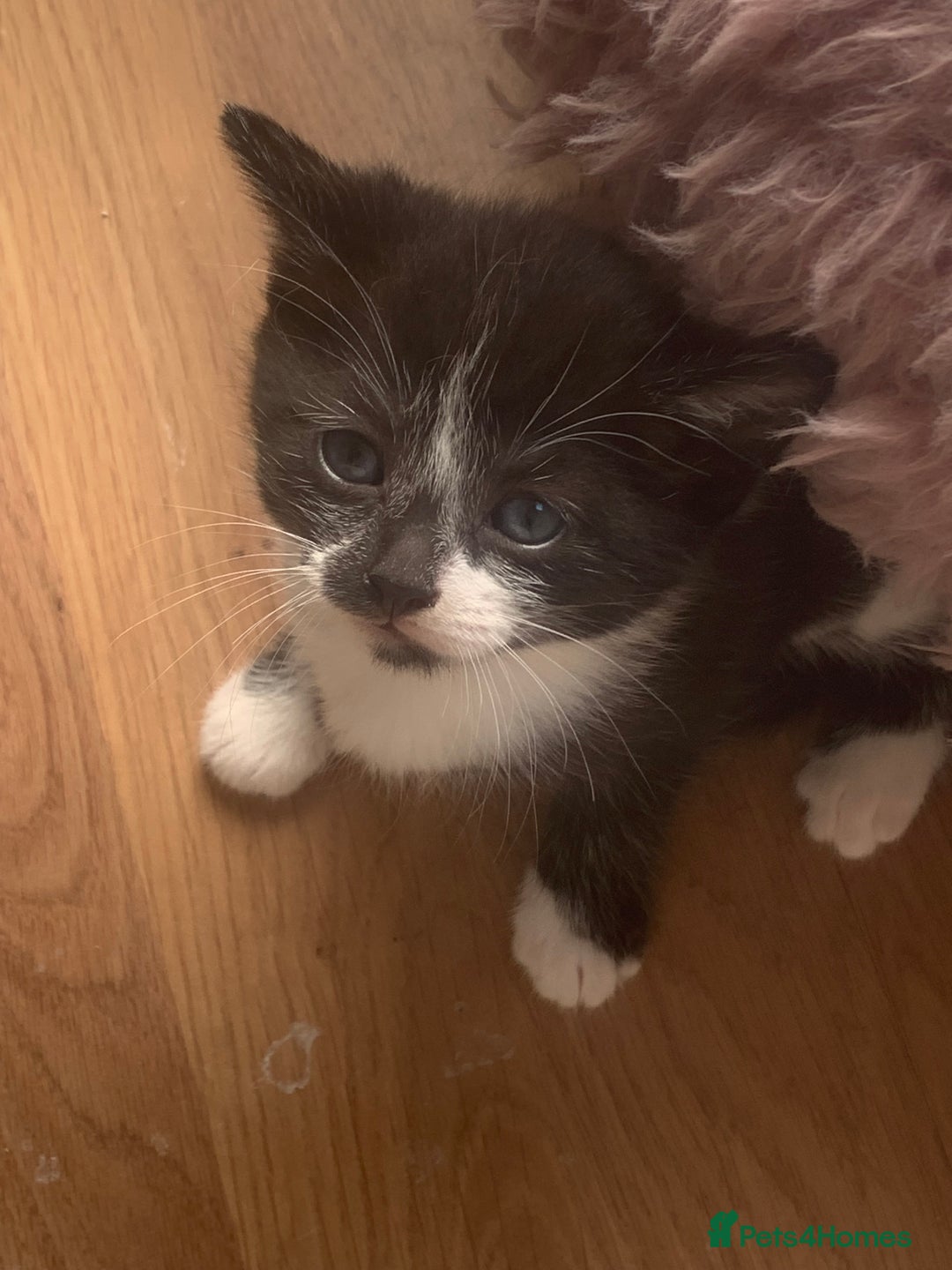 Mixed Breed cats for sale: Beautiful kittens.  - Image 11