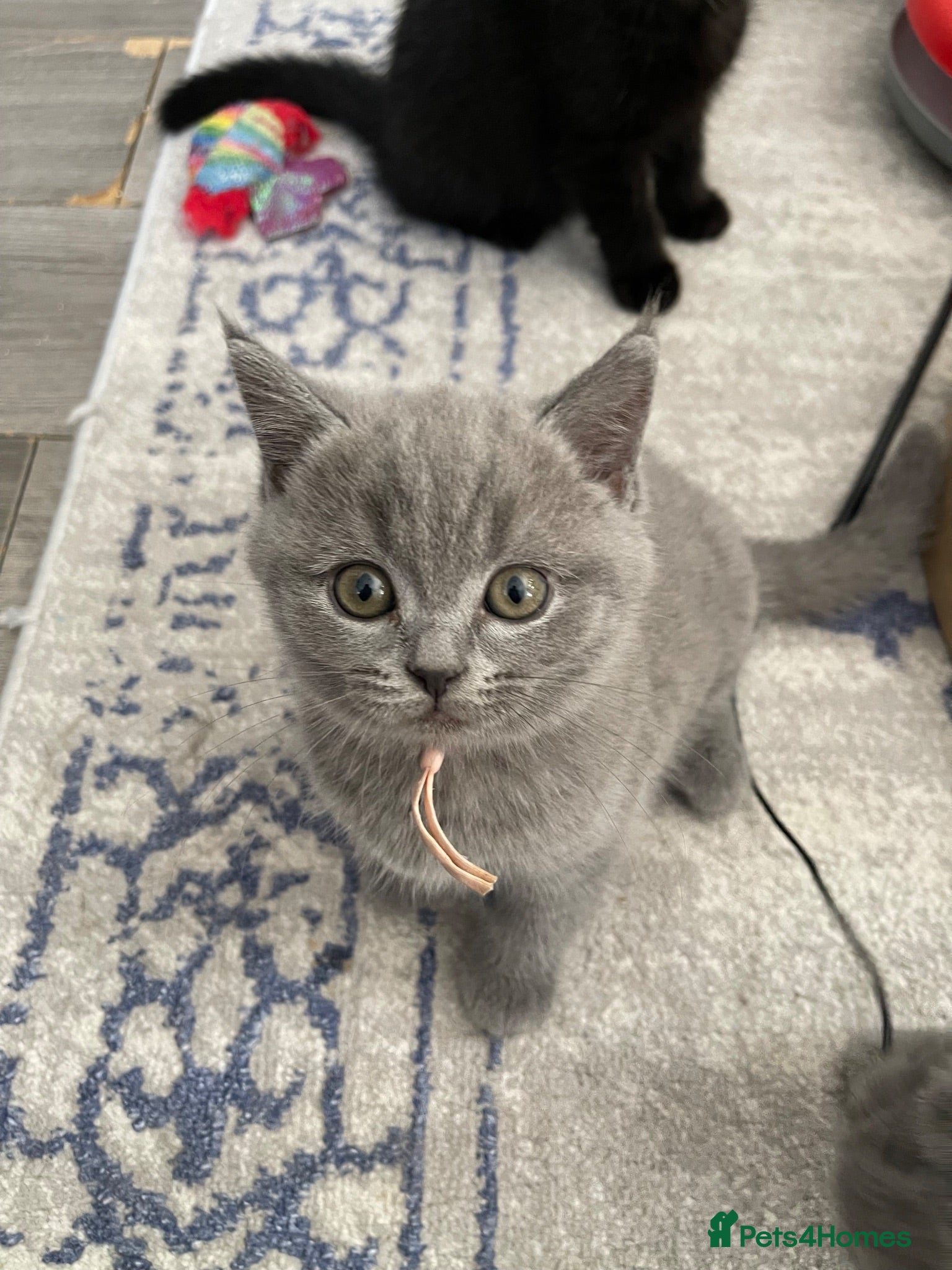 British Shorthair cats British shorthair blue /Adorable kittens  - Advert 2