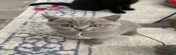 British Shorthair cats for sale: British shorthair blue /Adorable kittens  - Advert 2