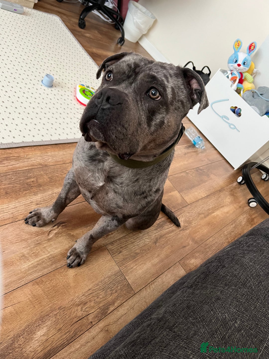Mixed Breed dogs for sale: Male staff cross - Image 2