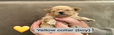 Shih Tzu Puppy 2