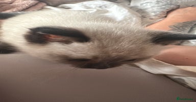 Ragdoll cats - Advert 7