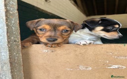 Jack Russell dogs for sale: Jack Russell pups for sale - Image 14