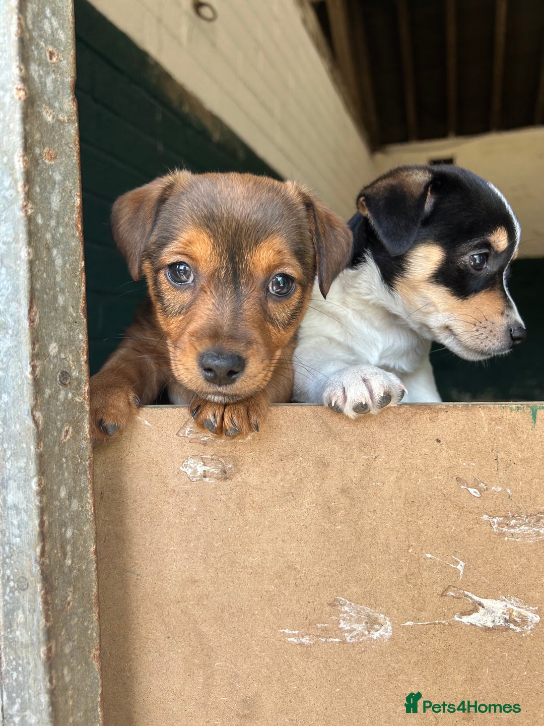 Jack Russell dogs for sale: Jack Russell pups for sale - Image 14
