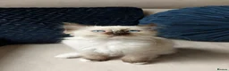 Ragdoll cats for sale: ONLY 2 LEFT Stunning Ragamese Kittens - Advert 26