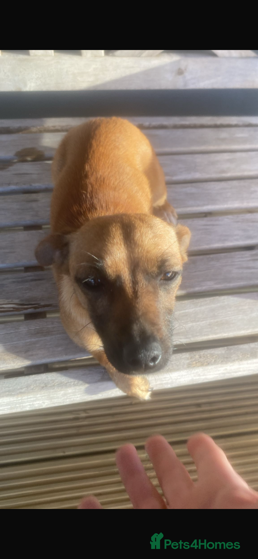 Jack Russell dogs for sale: Jack russle puppies  - Image 7