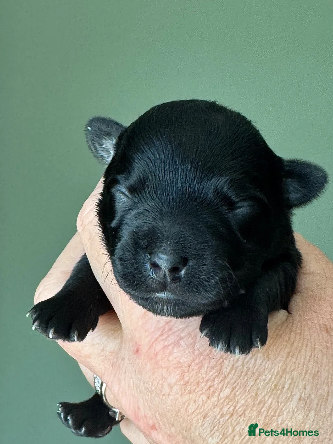 Cairn Terrier dogs for sale: KC reg pups off Health Tested lines, avail 1st Aug - Advert 2