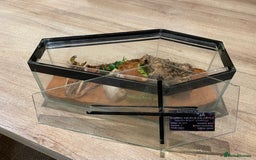 Scorpions invertebrates for sale: Golden desert scorpions in Lingfield - Image 9