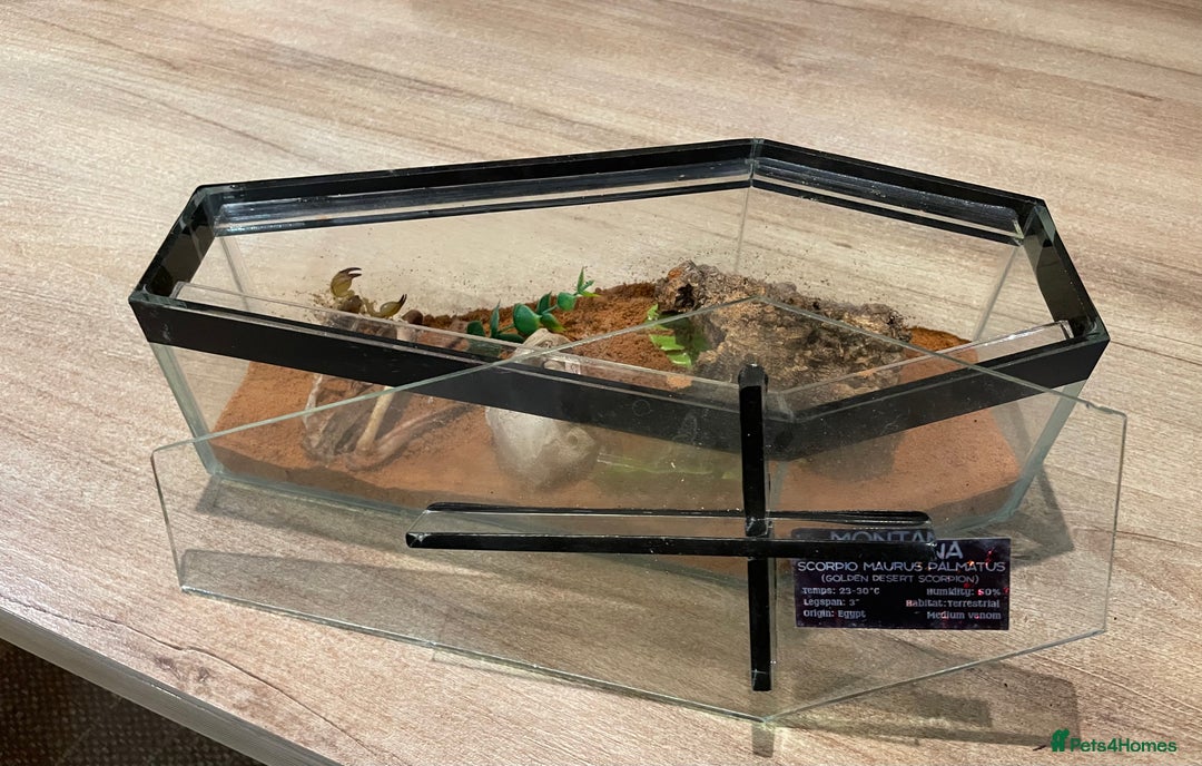 Scorpions invertebrates for sale: Golden desert scorpions in Lingfield - Image 9