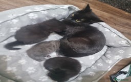 Mixed Breed cats for sale: 2 kittens for sale - Image 9