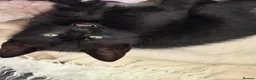 Domestic Shorthair cats for sale: Two female and one male kittens  - Advert 7