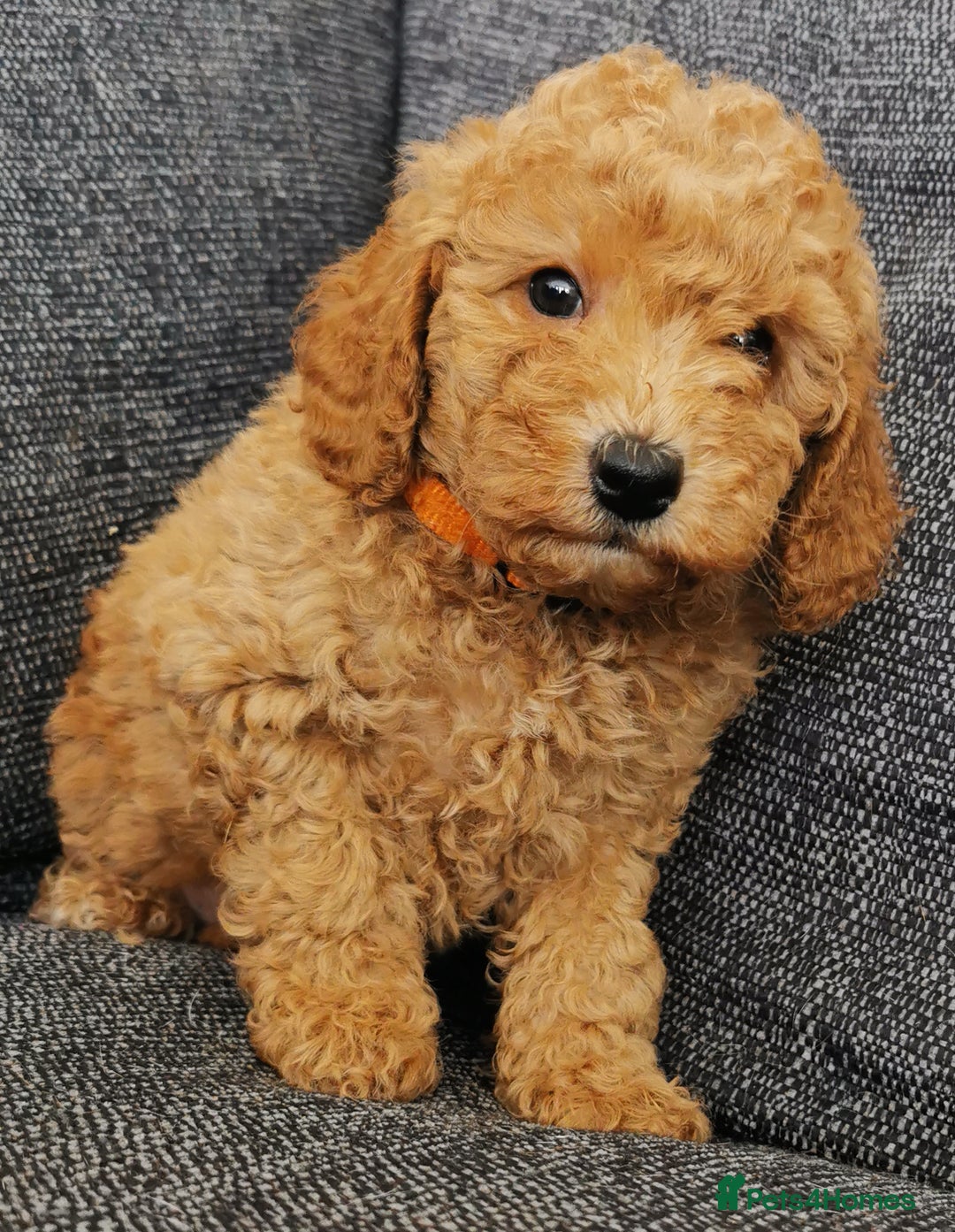 Toy Poodle dogs for sale: Outstanding quality KC Reg Toy poodle puppies  - Image 6