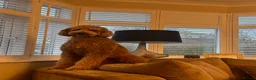 Standard Poodle dogs for sale: Beautiful Standard Poodle Puppies – Southampton  in Southampton - Advert 13