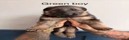 German Shepherd dogs for sale: Purebred German shepherd puppies  - Advert 2