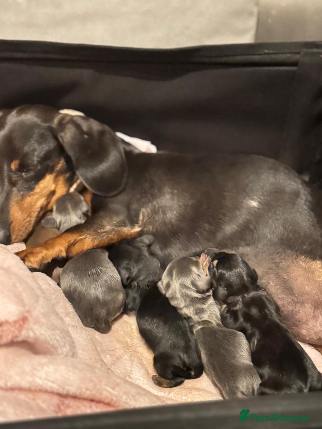 Miniature Dachshund dogs for sale: Adorable Miniture Dachshund  in Paignton - Image 9