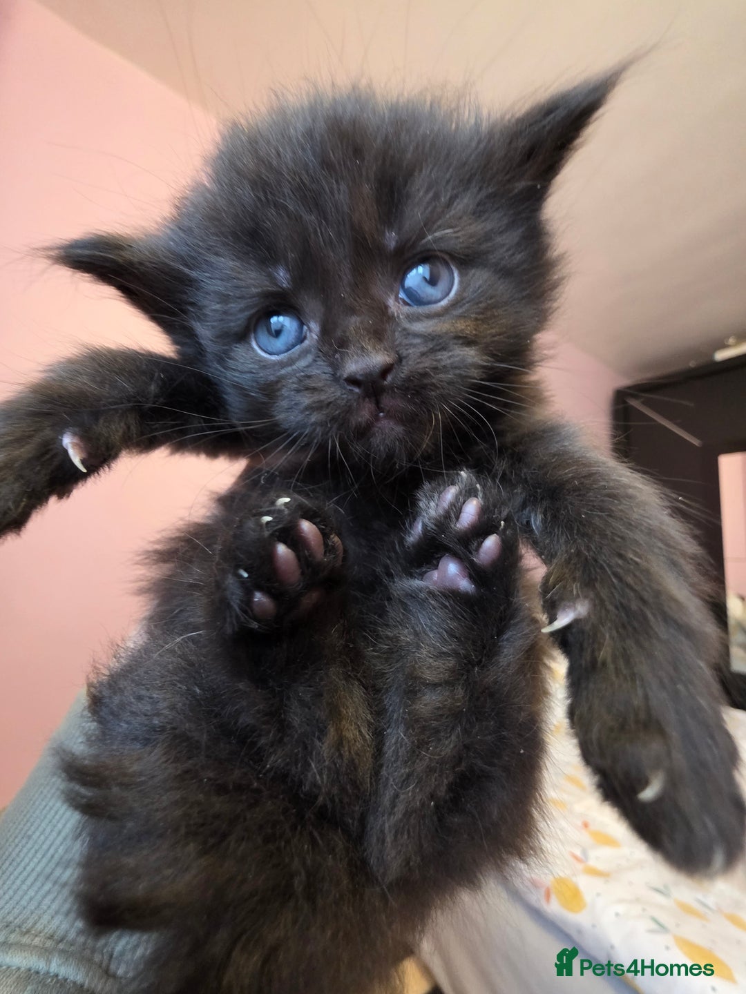 Maine Coon cats for sale: Maine Coon Kittens for Sale ready to reserve  - Advert 2