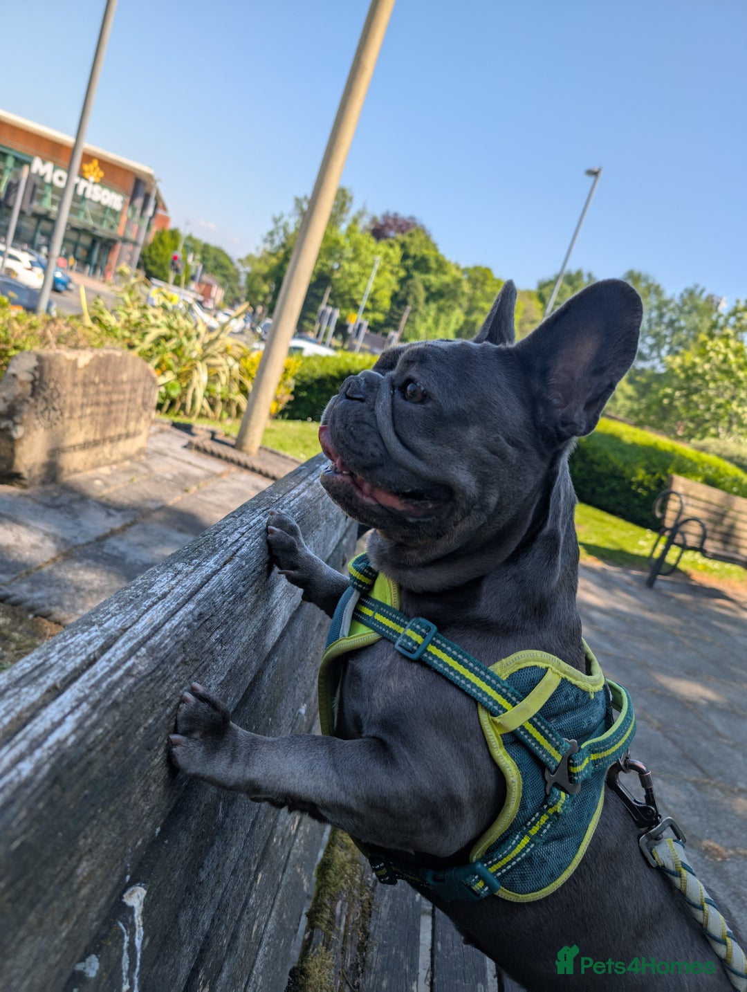 French Bulldog dogs for sale: French bulldog  - Image 1