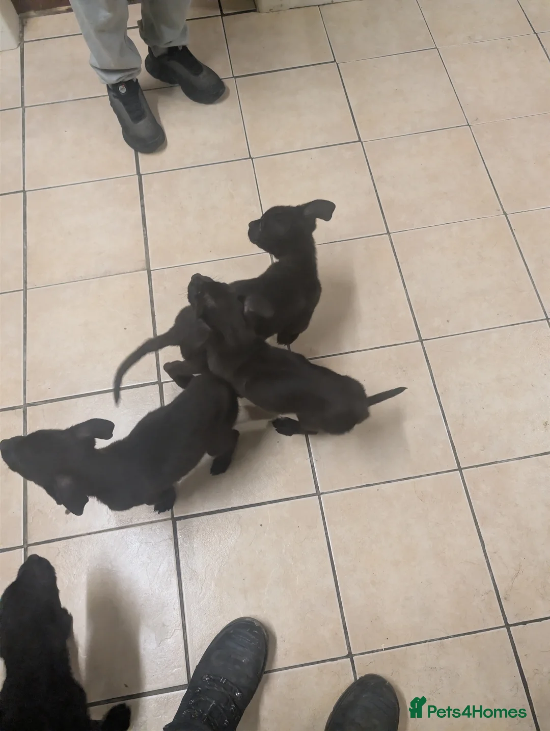 Mixed Breed dogs for sale: Cane corso x German shepherd pups  - Advert 11
