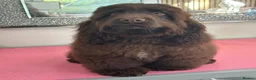 Cocker Spaniel dogs for sale: Bear looking for a new family  - Advert 5