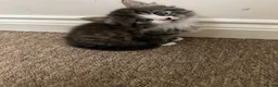 Mixed Breed cats for sale: 4 kittens looking for a forever home - Advert 6