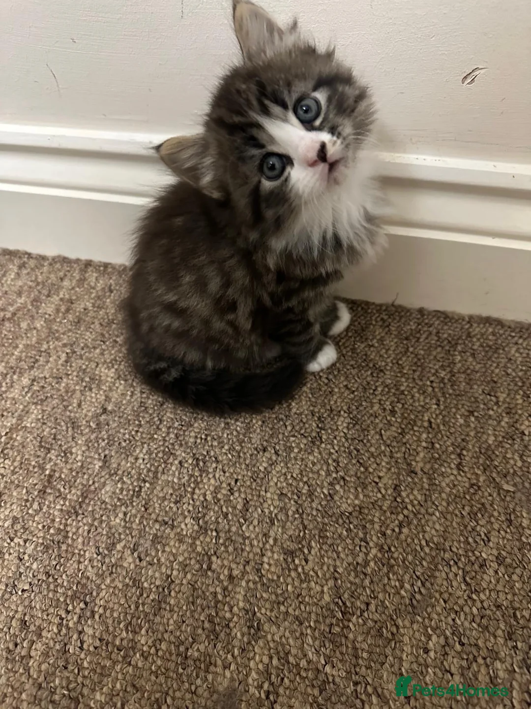 Mixed Breed cats for sale: 4 kittens looking for a forever home - Advert 6