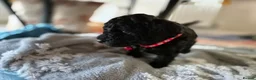 Cockapoo dogs for sale: Only one ♀️ remaining Adorable F1bb Cockapoo Pups  - Advert 19