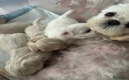 Shih Tzu dogs for sale: Lavender White Imperial Shih Tzu Puppies - Image 3