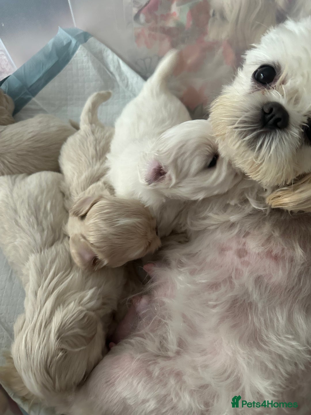 Shih Tzu dogs for sale: Lavender White Imperial Shih Tzu Puppies - Image 3