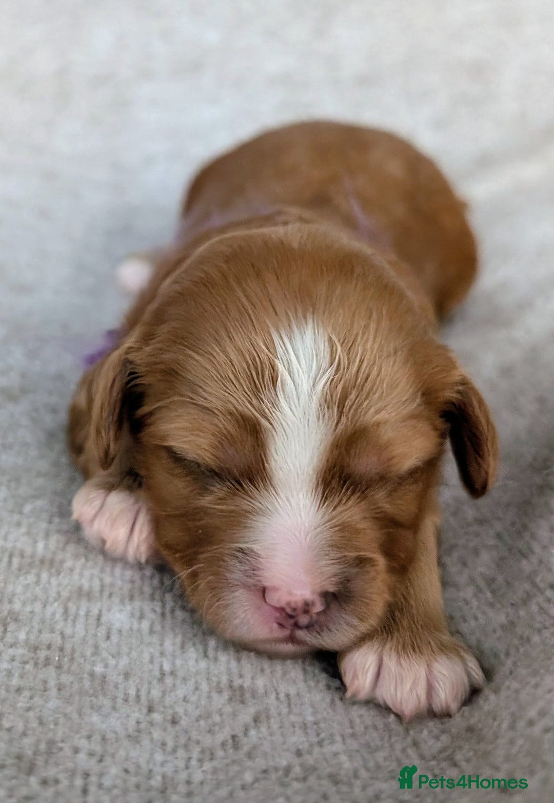 Toy Poodle dogs for sale: 🖤CAVAPOO BABIES🖤TESTED PARENTS! - Advert 29