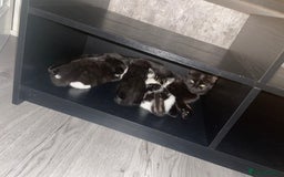 Mixed Breed cats for sale: Kittens 2 female ready  - Image 6