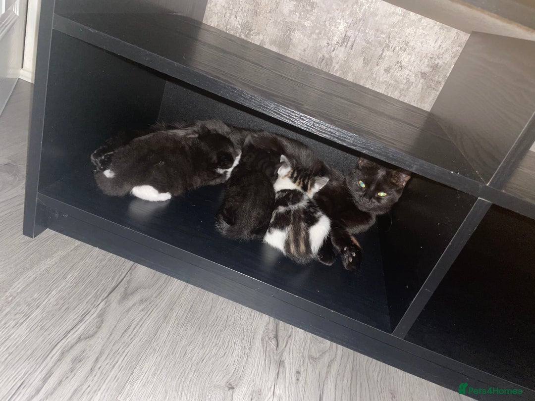 Mixed Breed cats for sale: Kittens 2 female ready  - Image 6