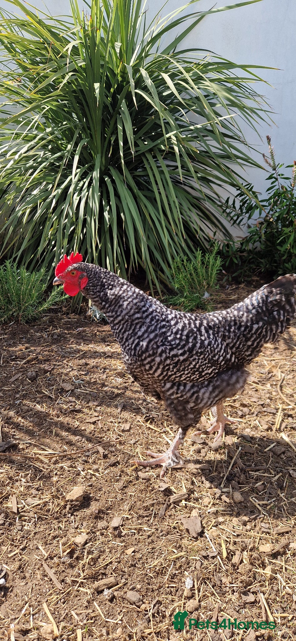 Chickens poultry Young cockerel 14 weeks  - Advert 1