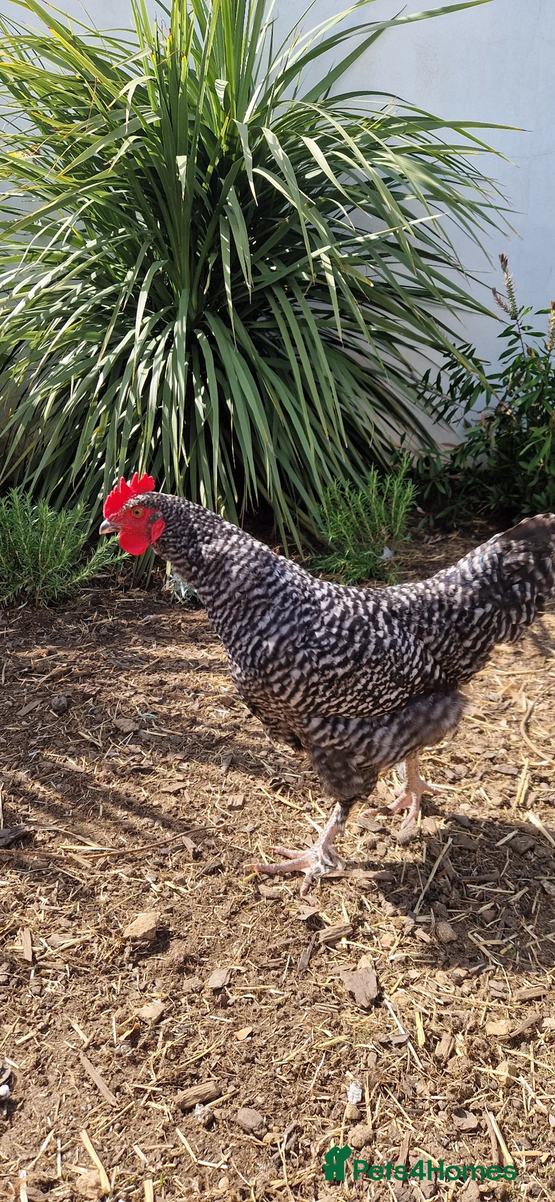 Chickens poultry for sale: Young cockerel 14 weeks  - Advert 1