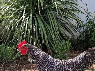 Chickens poultry Young cockerel 14 weeks - Advert 1