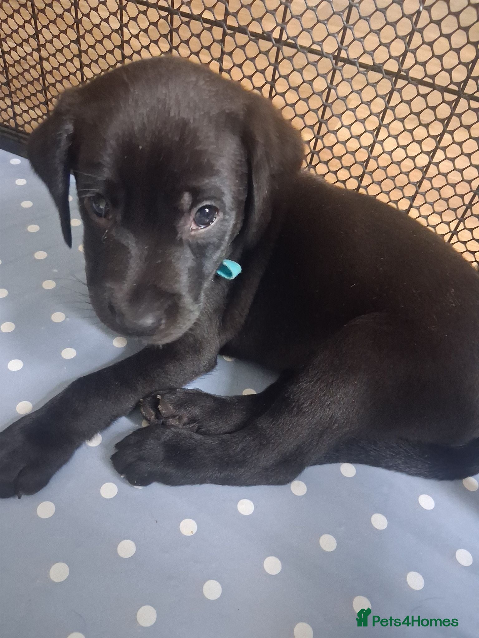 Labrador Retriever dogs Beautiful Black Labrador Puppy. LAST PUP AVAILABLE - Advert 2