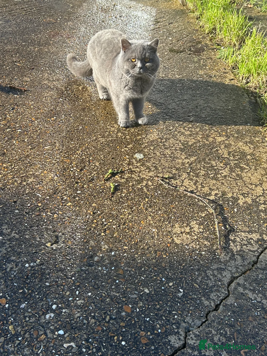 British Shorthair cats for sale: British shorthair - Advert 4