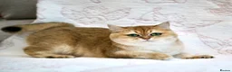 British Shorthair cats for sale: BSH Retired Queen, very young  - Advert 5