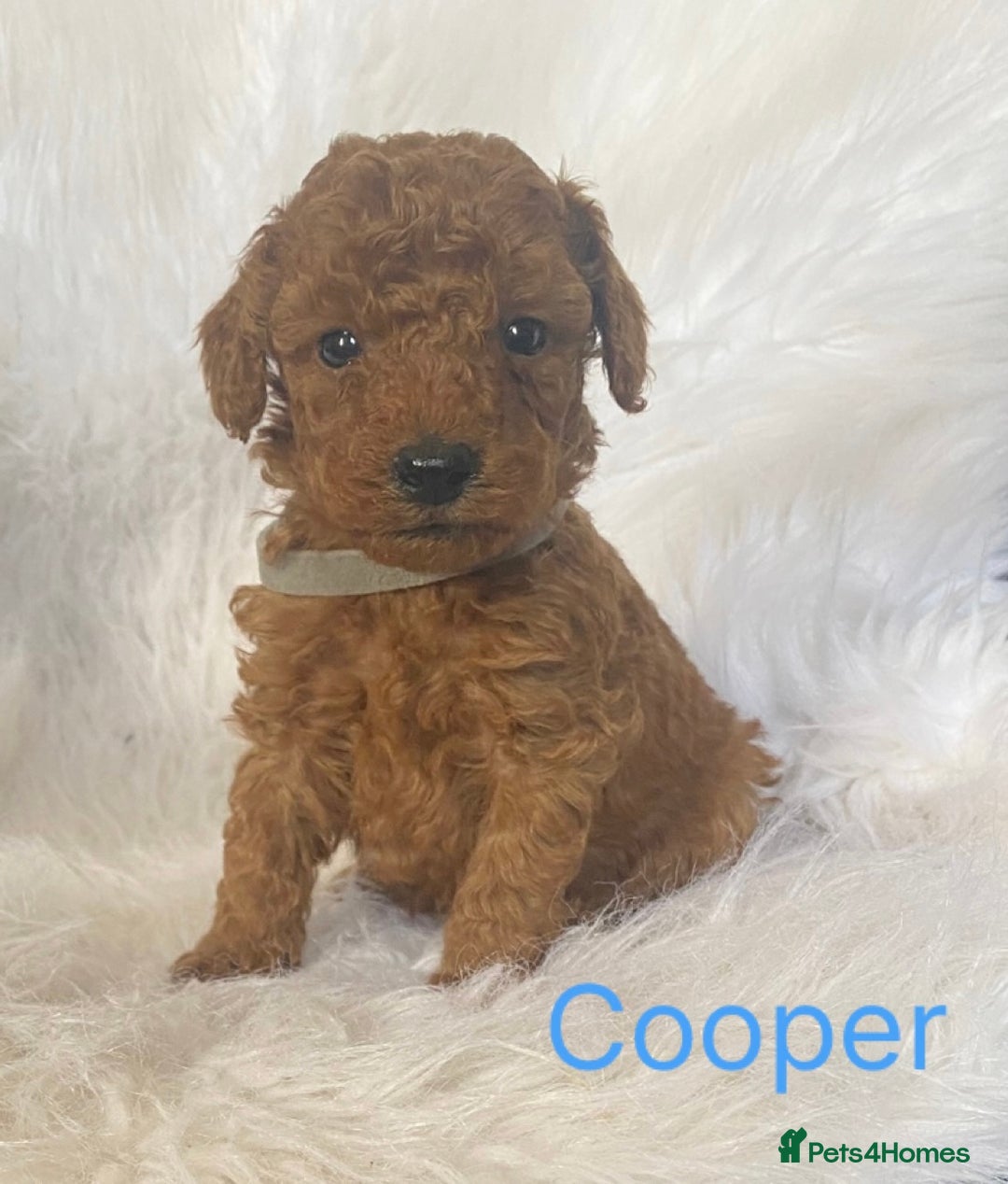 Miniature Poodle dogs for sale: Gorgeous Red Minature Poodles Puppies  - Image 34