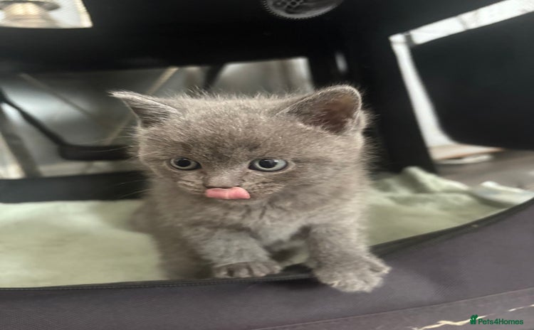 British Shorthair cats - Advert 6