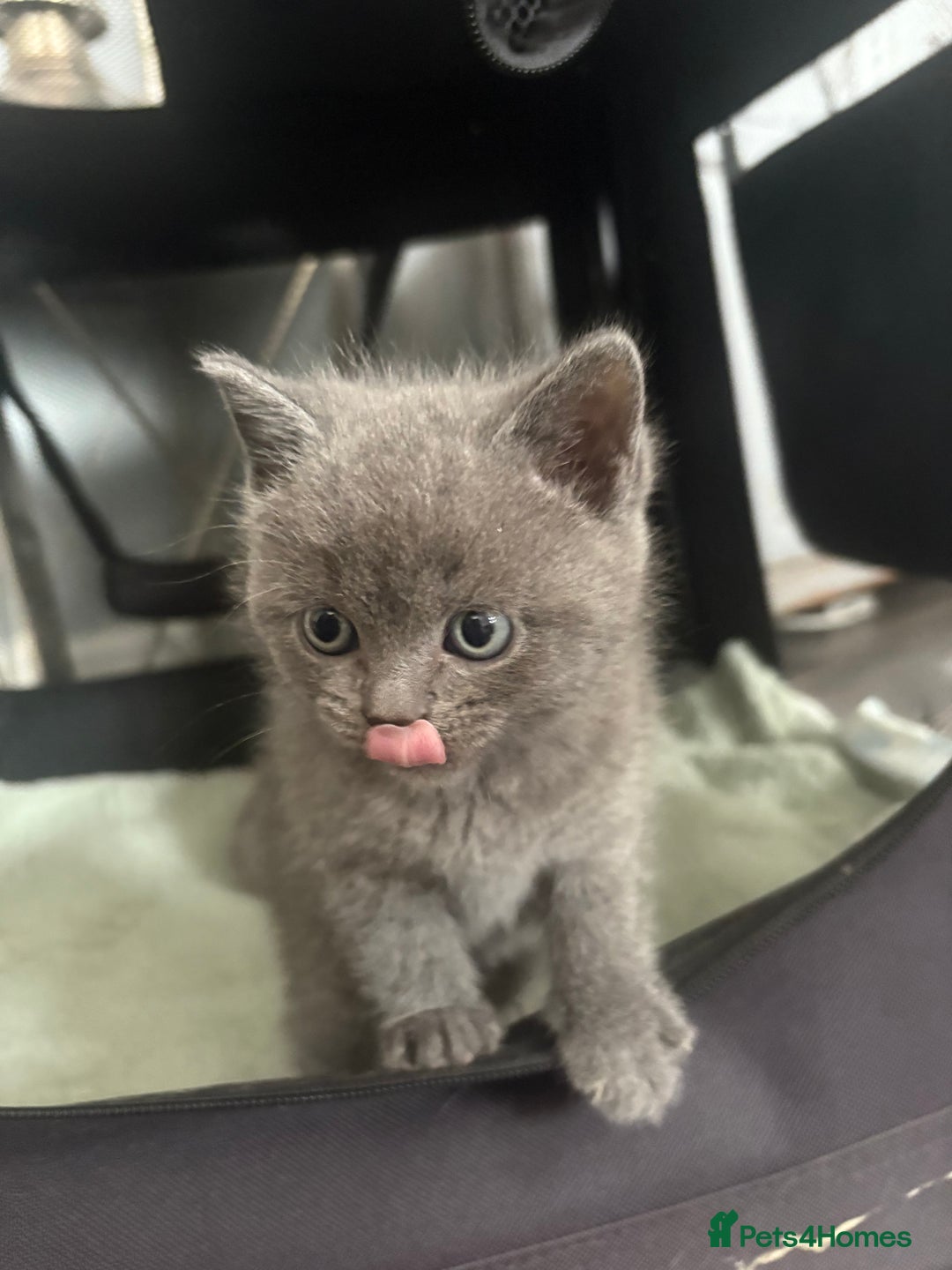 British Shorthair cats for sale: Stunning GCCF BSH kittens (2 MALES left) - Image 1