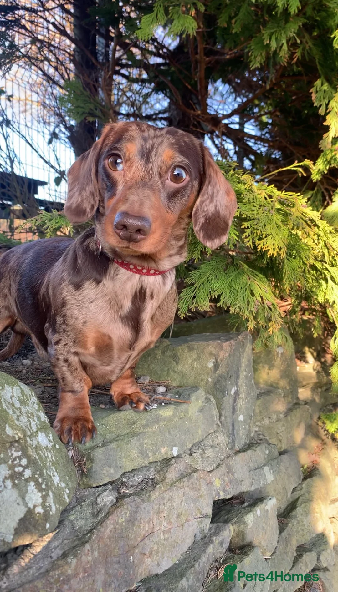 Miniature Dachshund dogs for stud: Extensively Health Tested KC REG Mini Dachshund in Littleborough - Advert 8