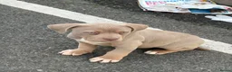 American Bully dogs for sale: Standard American Bullies  - Advert 3